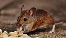 24 Hour & Emergency Exterminators in Falcon Heights, MN